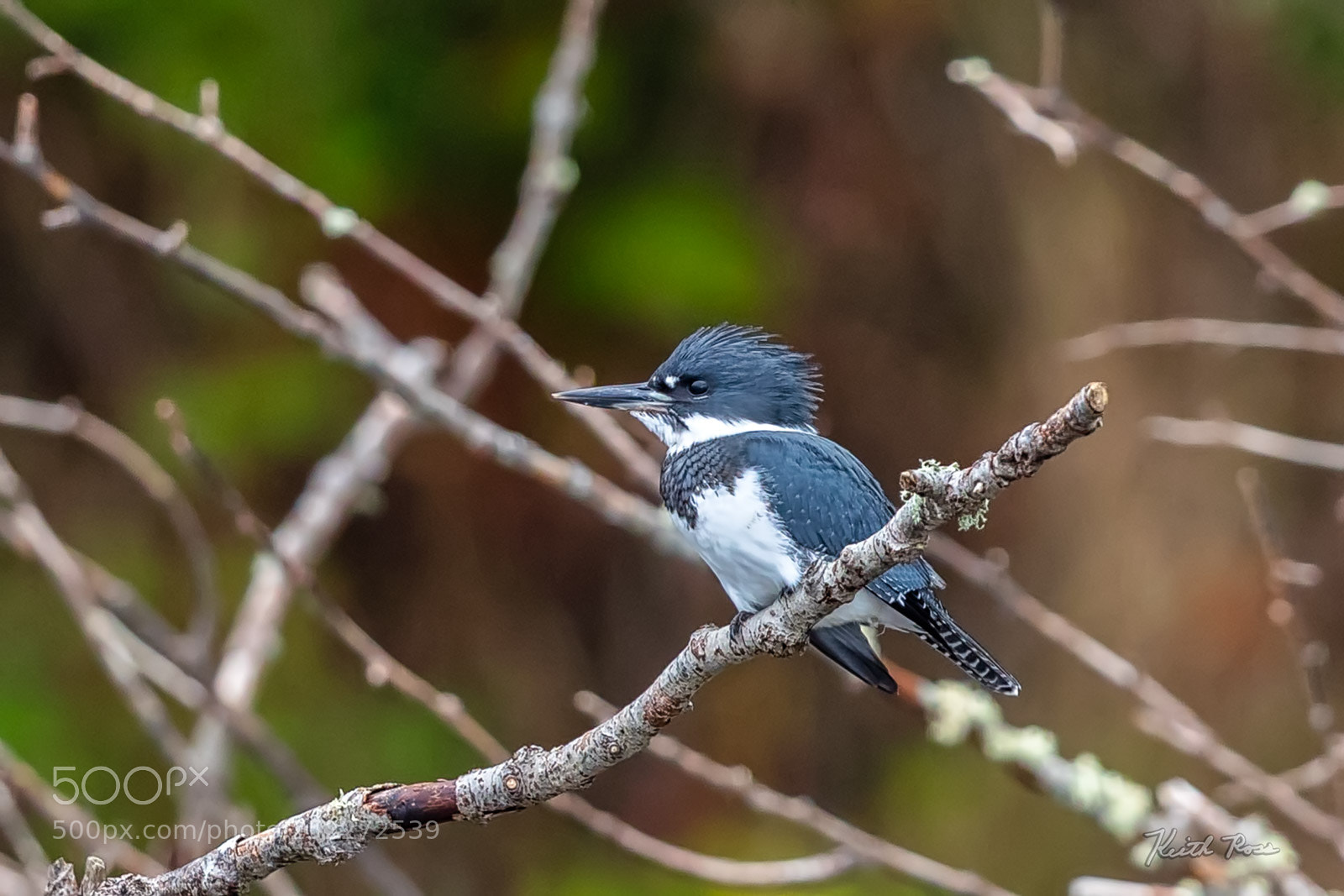 Canon EOS-1D X Mark II sample photo. 238. belted kingfisher photography
