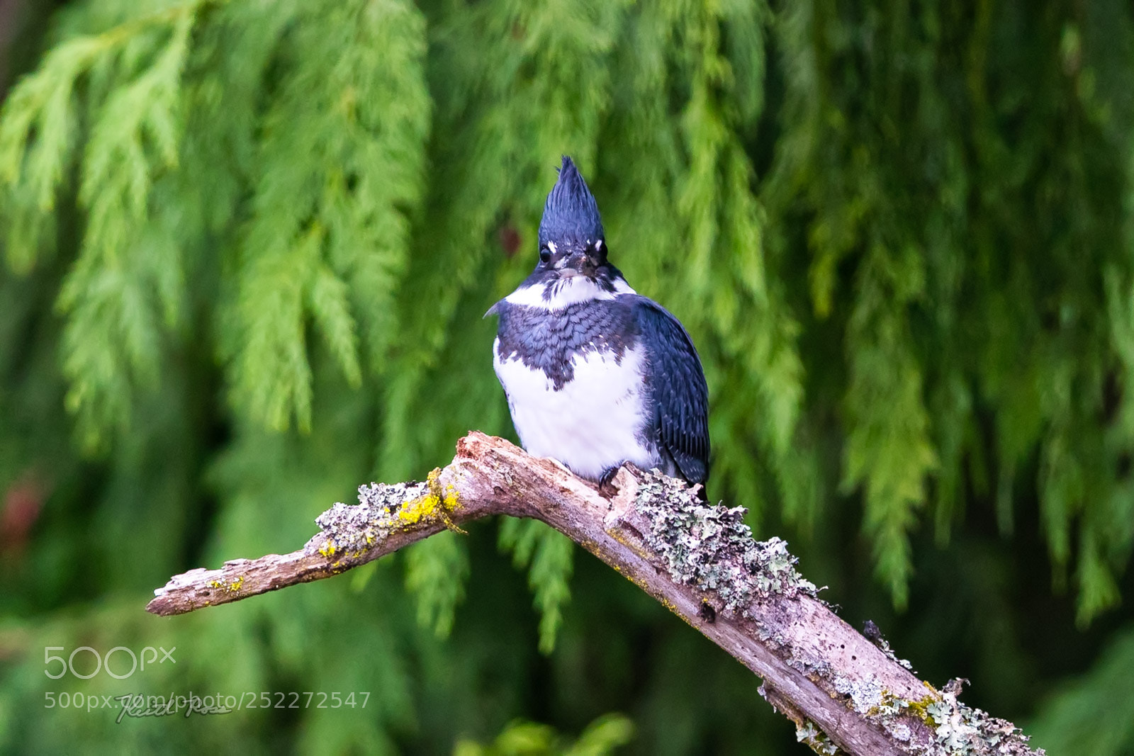 Canon EOS-1D X Mark II sample photo. 604. belted kingfisher photography