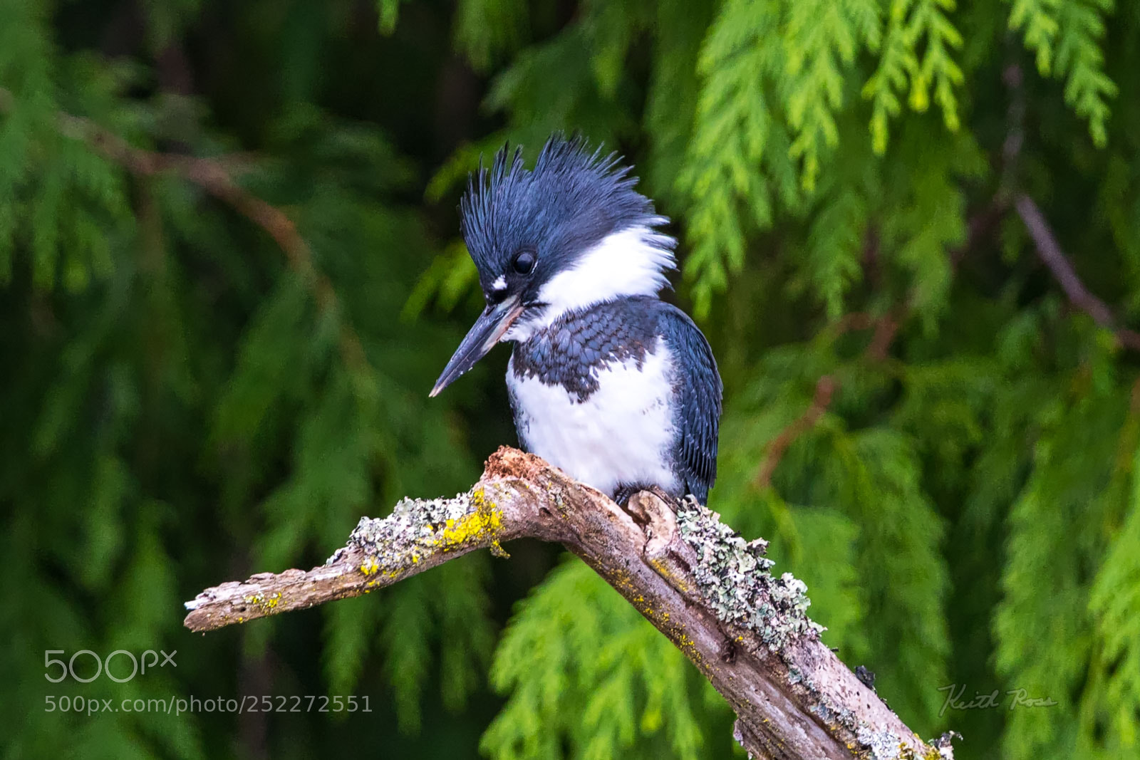 Canon EOS-1D X Mark II sample photo. 241. belted kingfisher photography