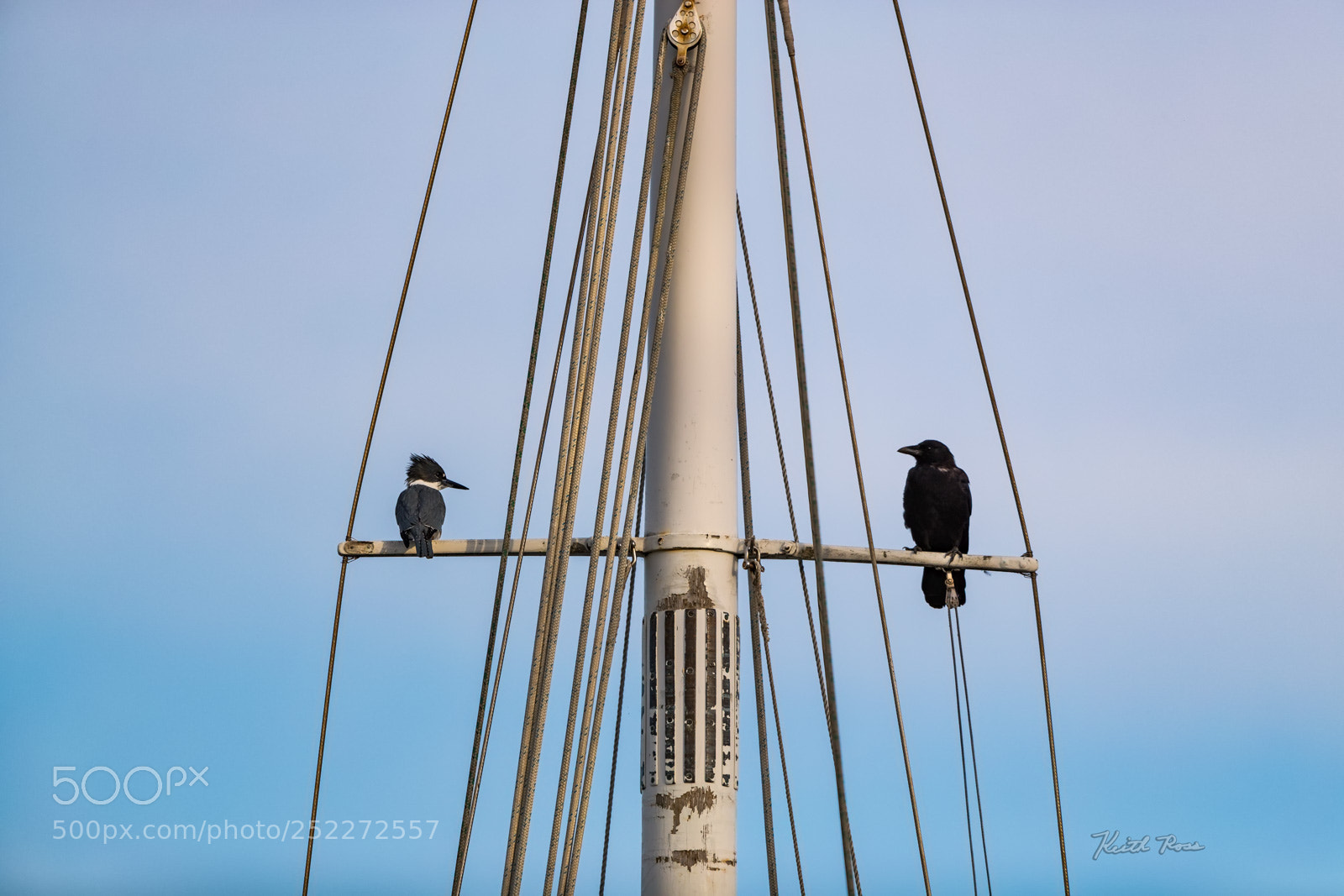 Canon EOS-1D X Mark II sample photo. 242. belted kingfisher crow photography