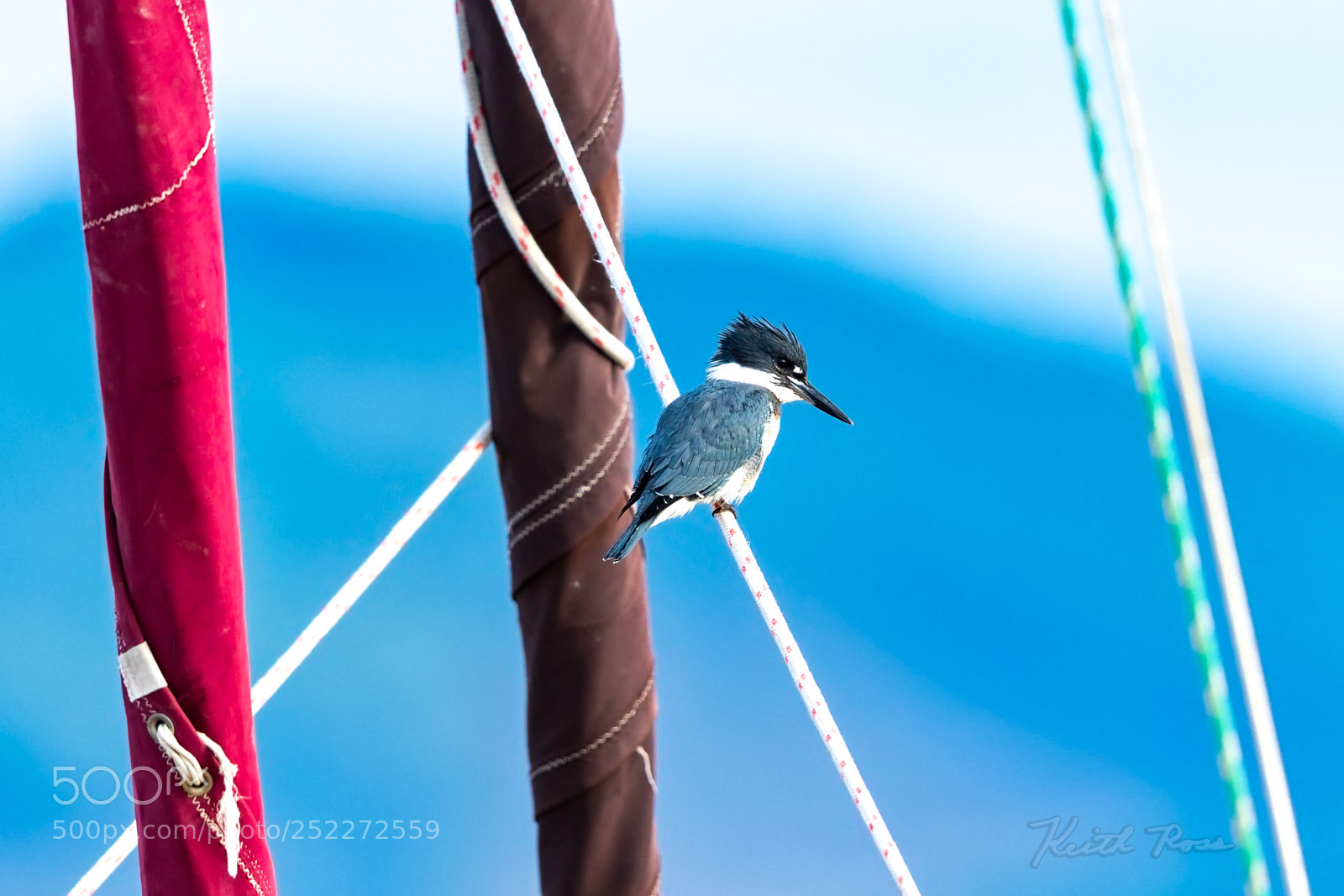 Canon EOS-1D X Mark II sample photo. 246. belted kingfisher photography