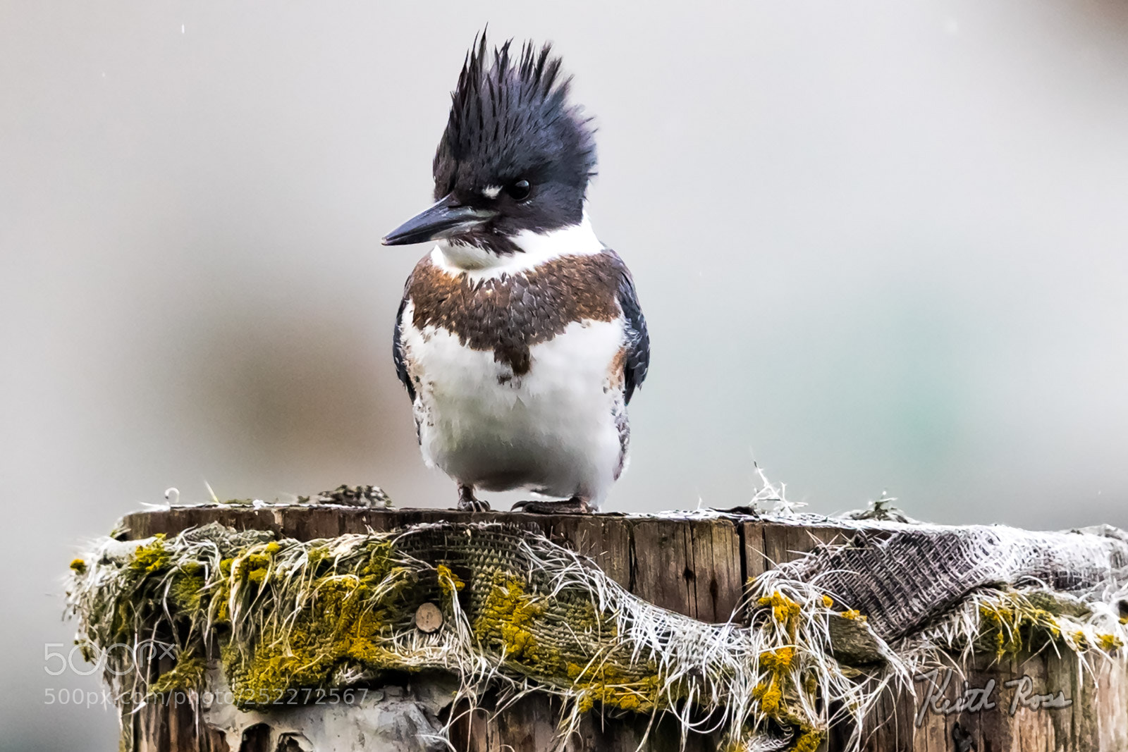 Canon EOS-1D X Mark II sample photo. 248. belted kingfisher photography