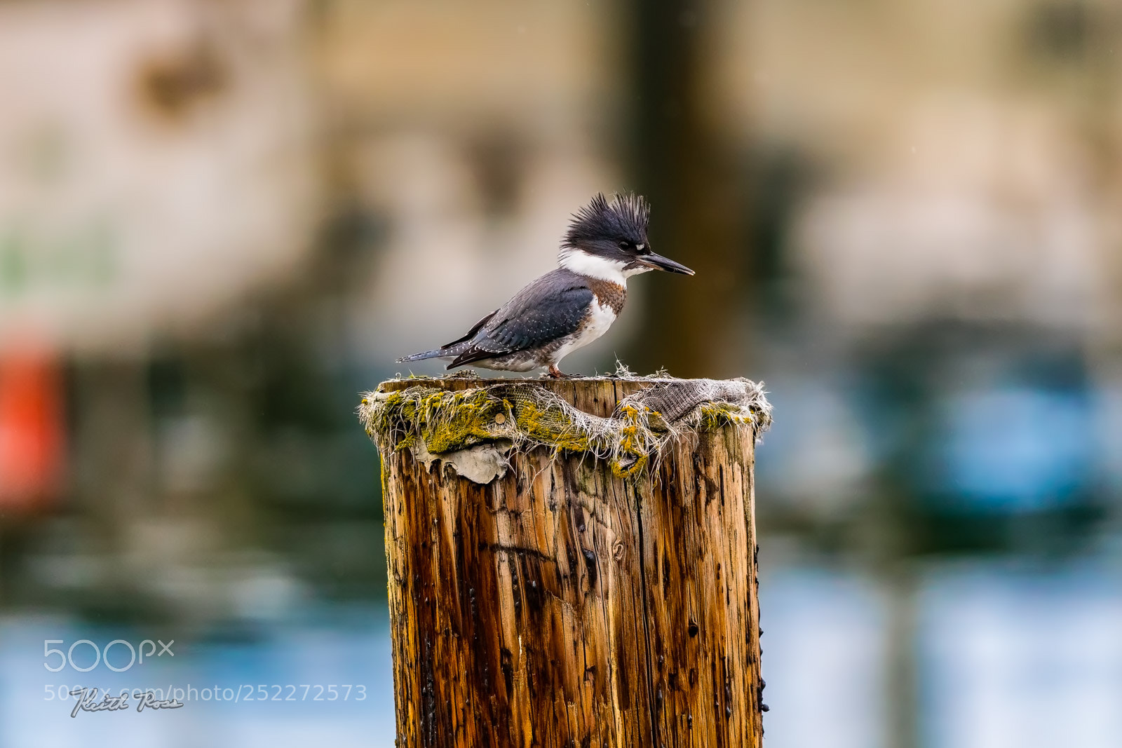 Canon EOS-1D X Mark II sample photo. 605. belted kingfisher photography
