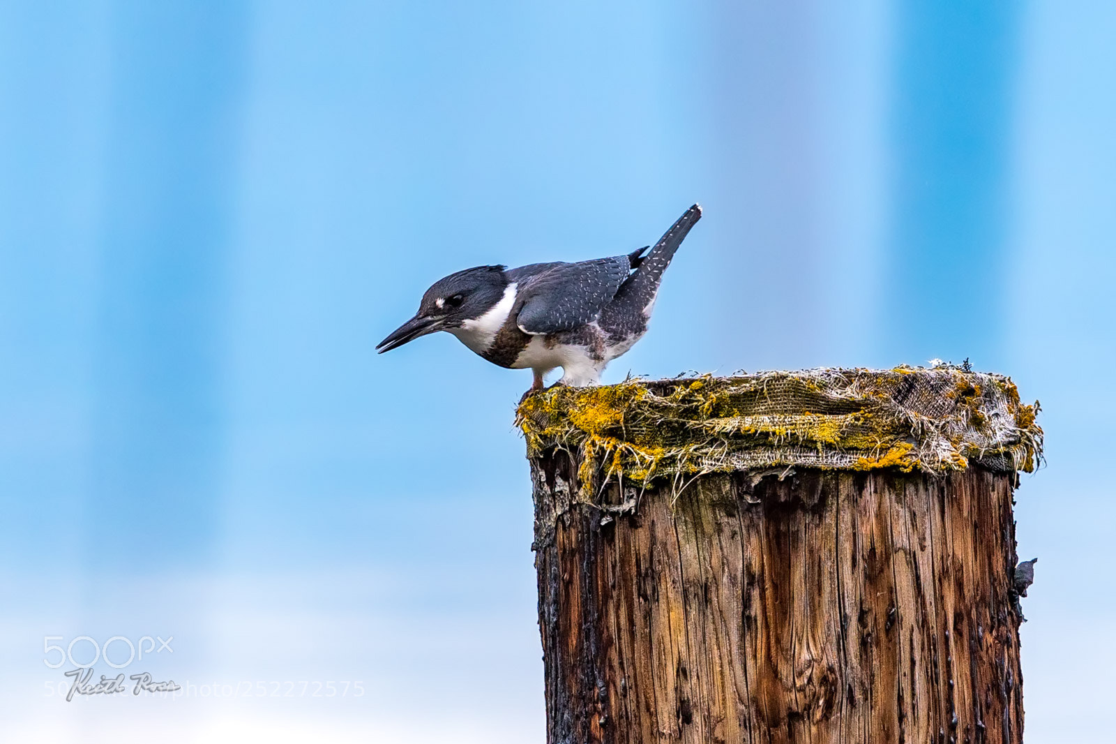 Canon EOS-1D X Mark II sample photo. 249. belted kingfisher photography