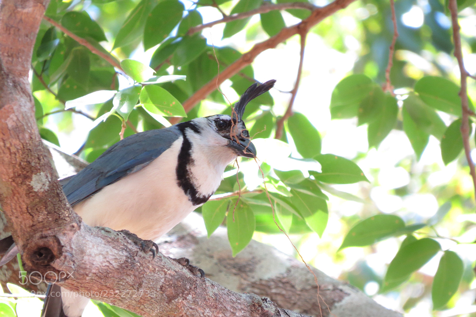 Canon PowerShot SX50 HS sample photo. Bluejay photography