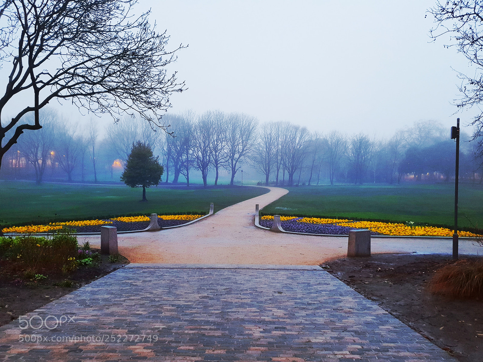 Samsung Galaxy S9+ sample photo. Mist and flowers photography