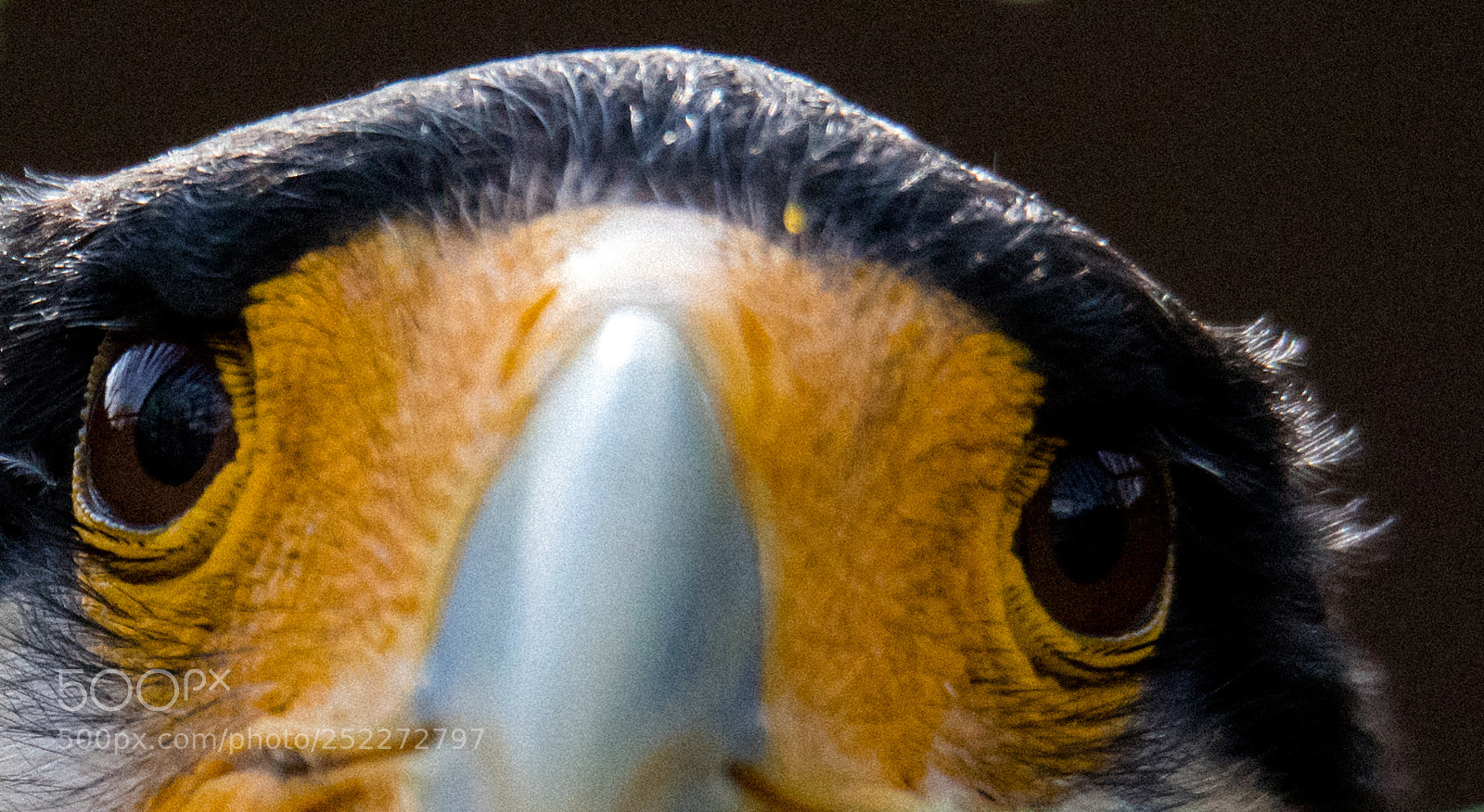Canon EOS 6D Mark II sample photo. Faucon caracara photography