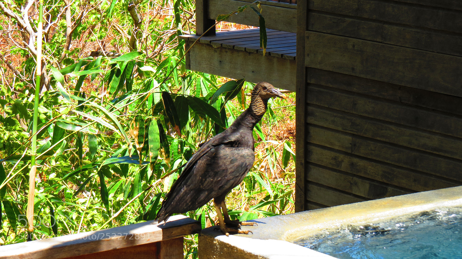 Canon PowerShot SX50 HS sample photo. Big bird photography