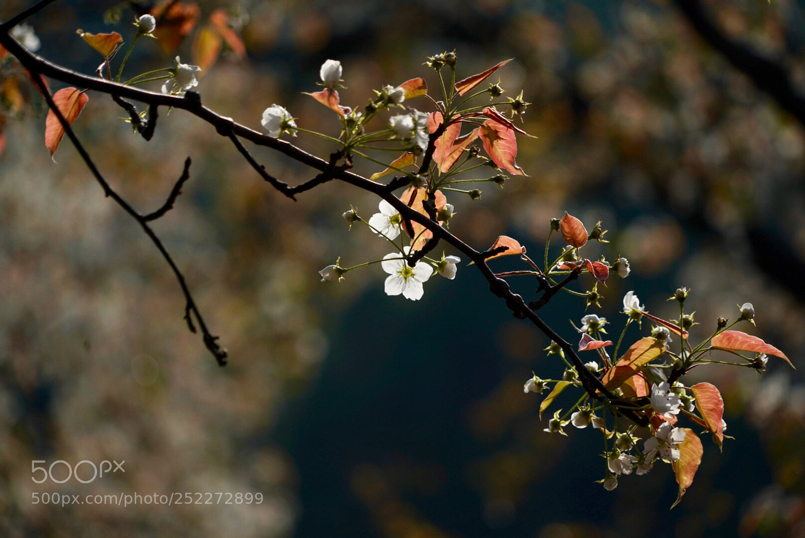 Sony a7R III sample photo. 梨花 photography