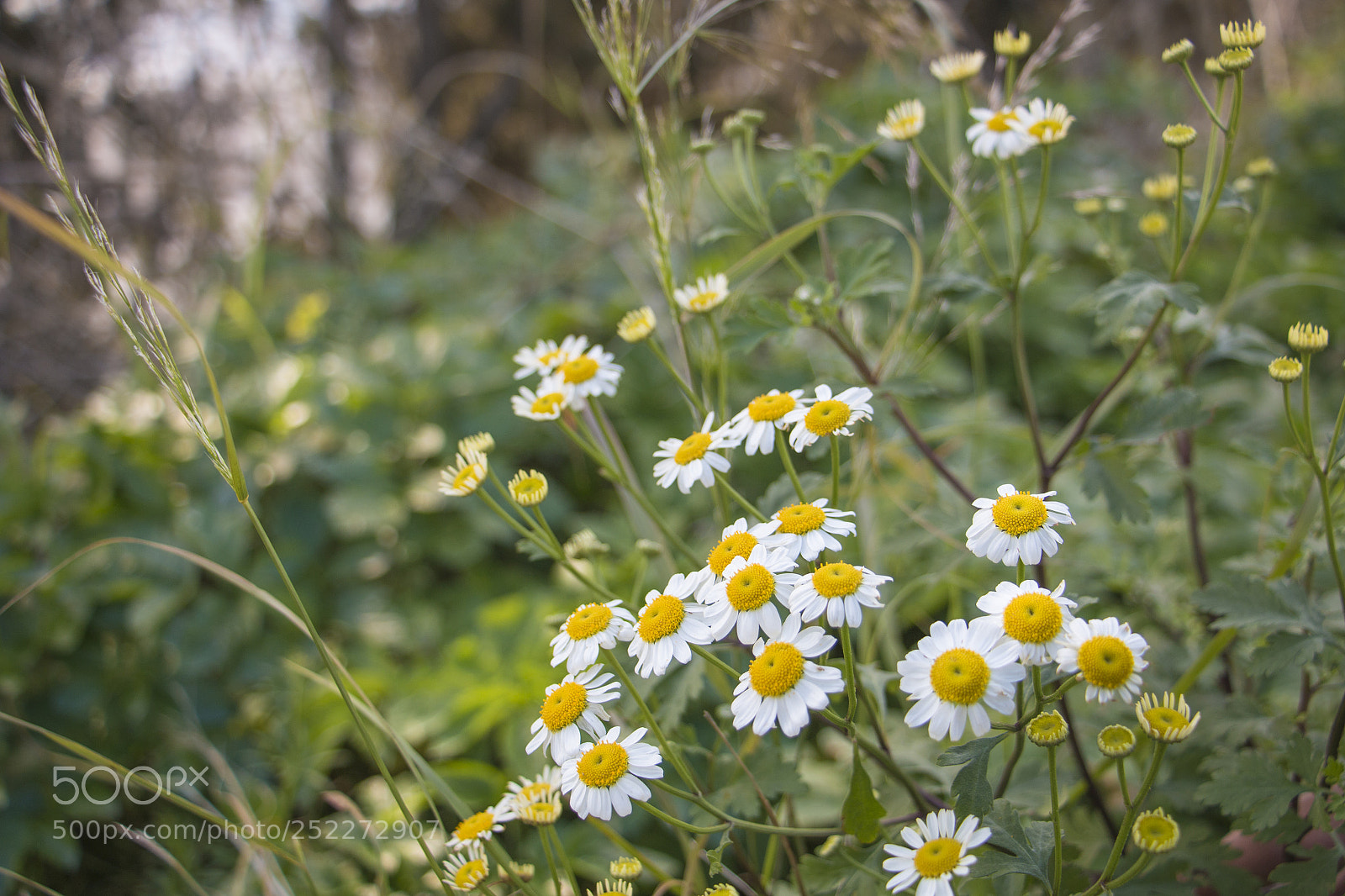 Canon EOS 70D sample photo. Daisy photography