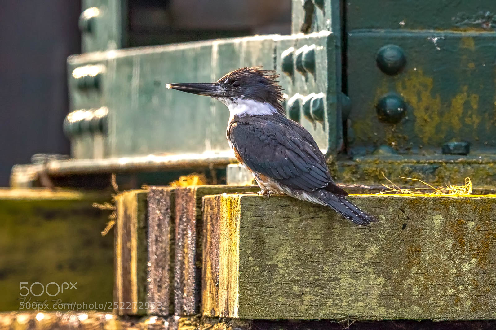 Canon EOS-1D X Mark II sample photo. 611. belted kingfisher photography