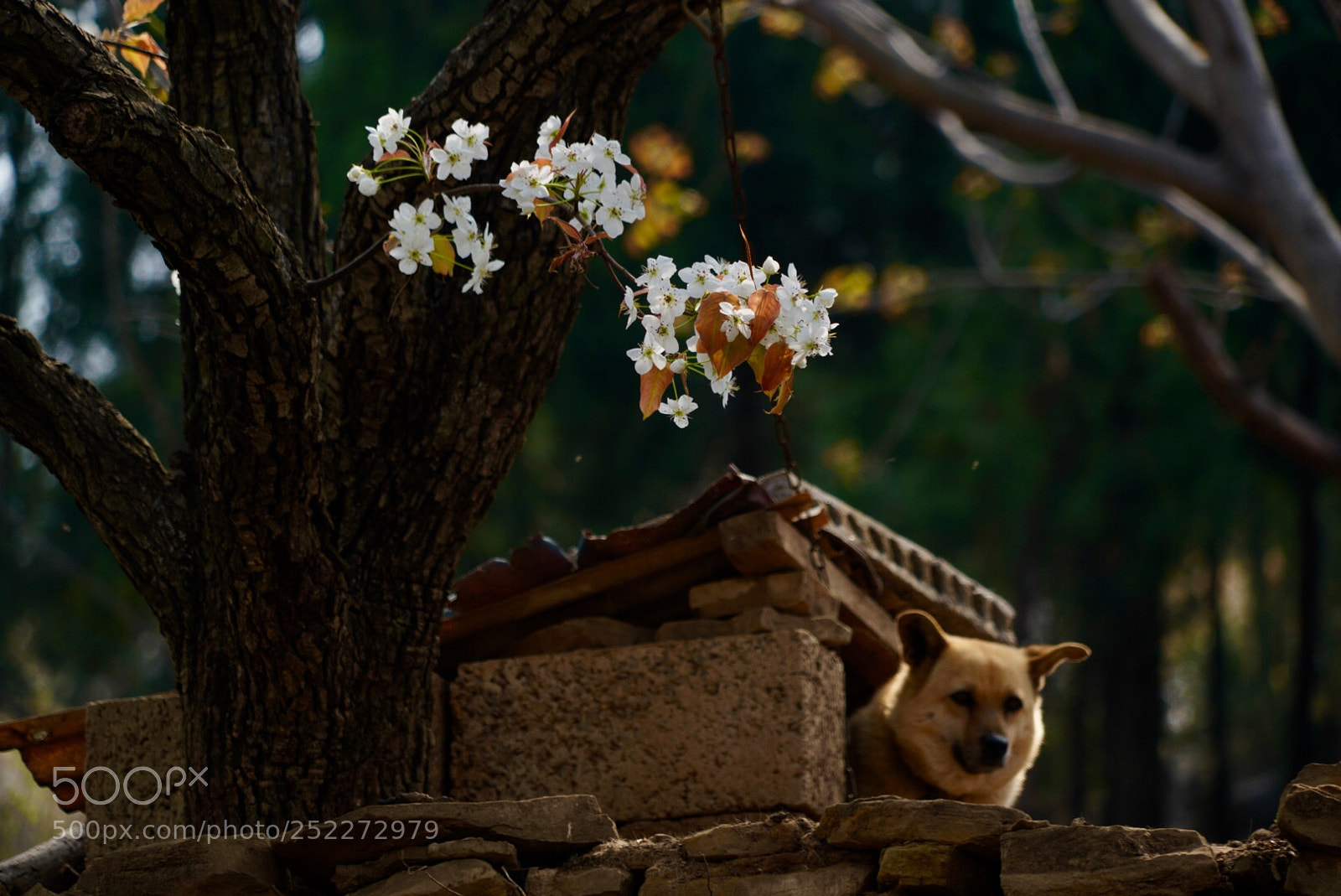 Sony a7R III sample photo. 梨花 photography