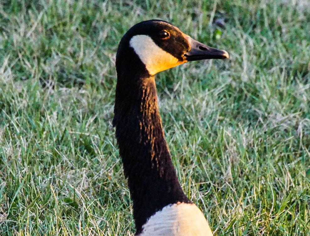 Sony a6000 sample photo. Goose headshot photography