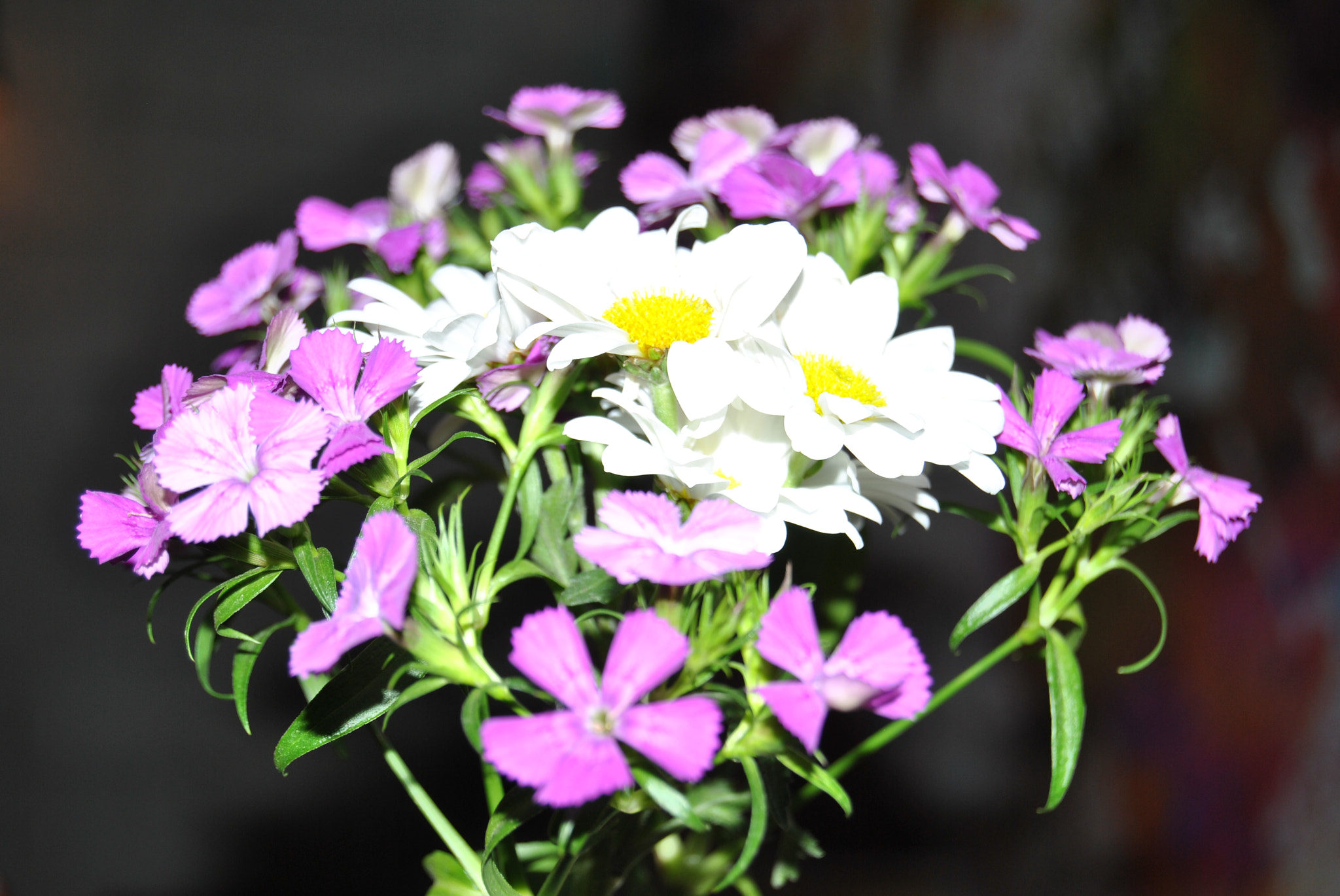 Nikon D3000 sample photo. Dsc photography