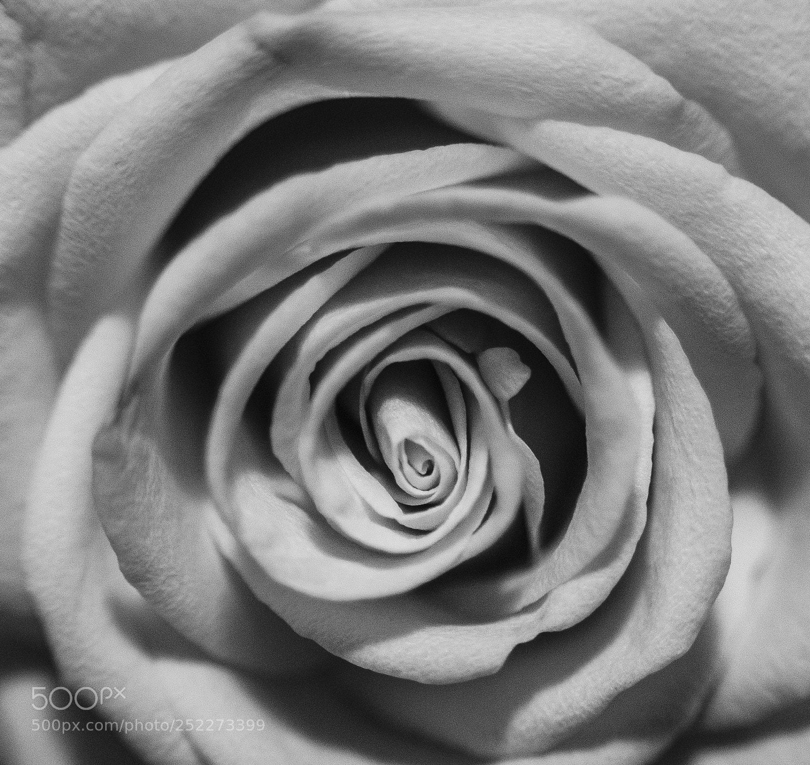 Nikon D800 sample photo. A rose in the photography