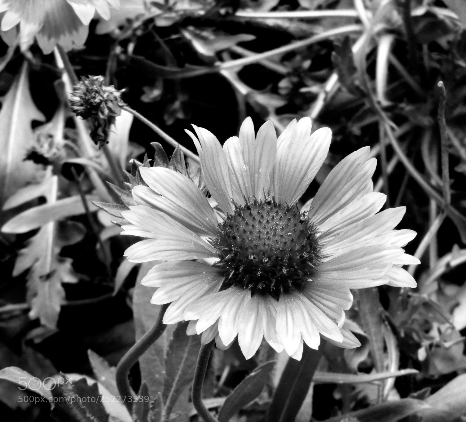 Nikon Coolpix B700 sample photo. Sólo una flor photography
