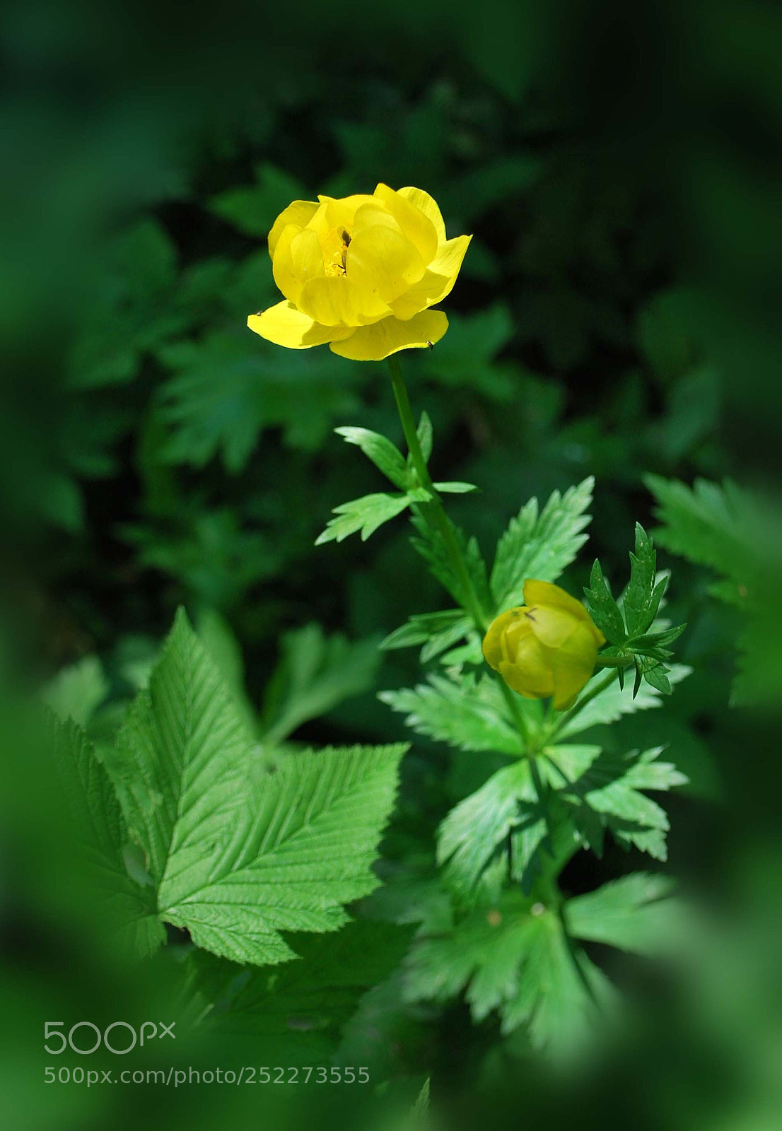 Nikon D60 sample photo. Dcee aafaorig photography