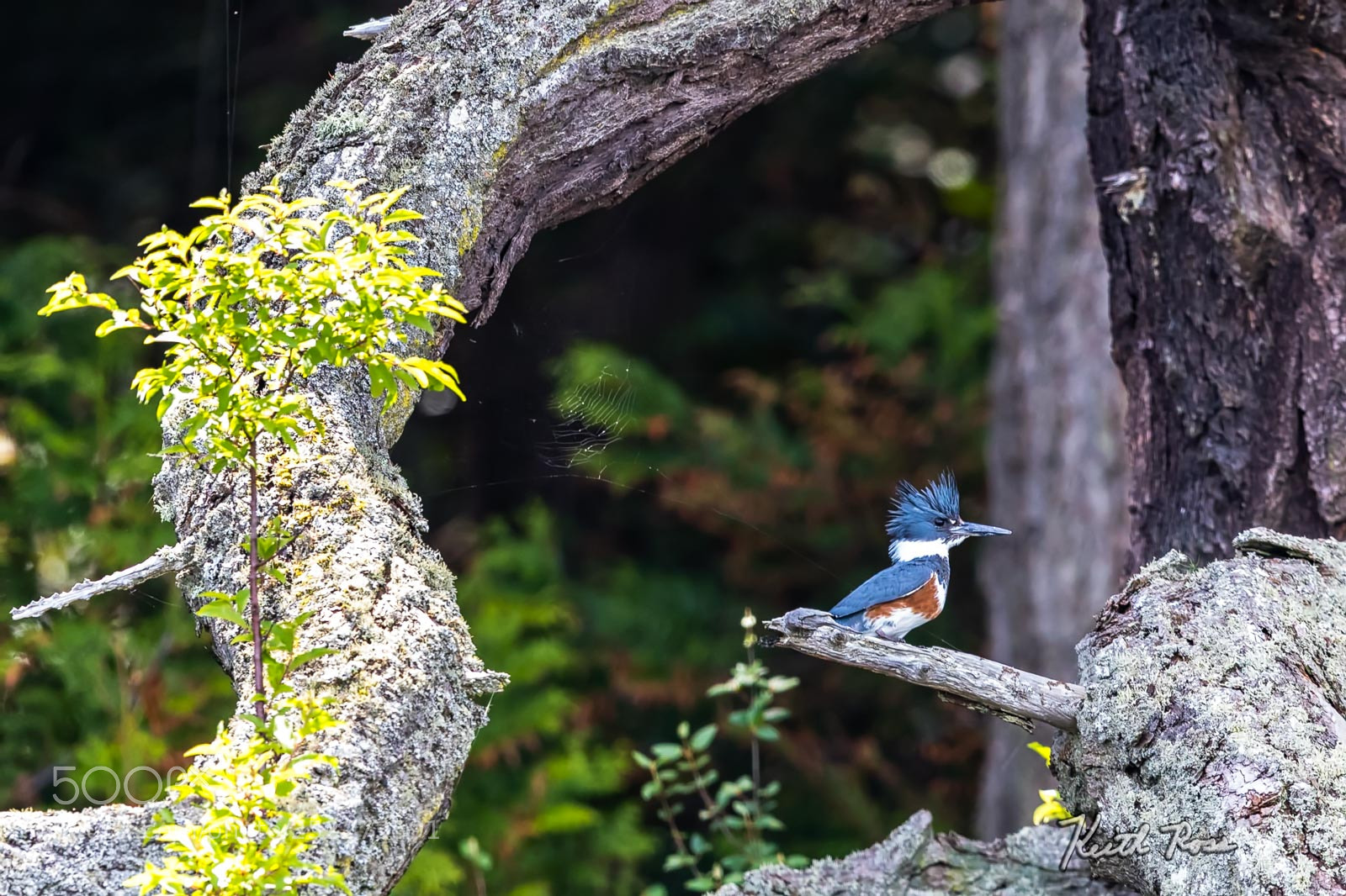 Canon EOS-1D X Mark II sample photo. 234. belted kingfisher photography