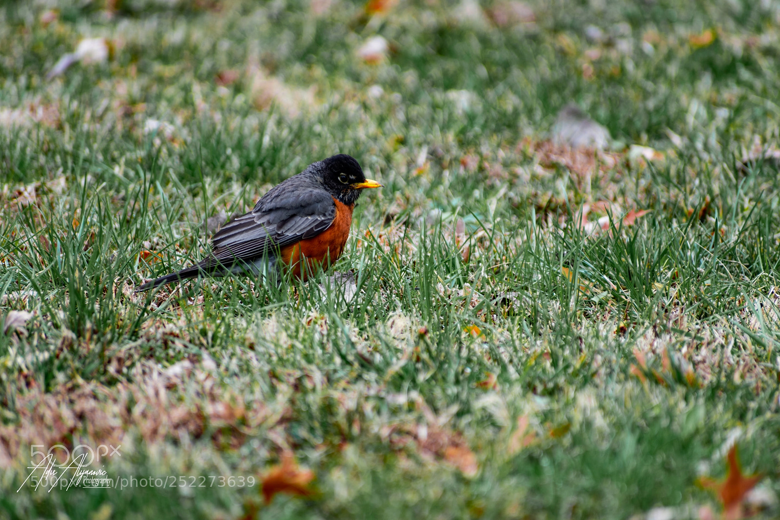 Nikon D5300 sample photo. American robin photography