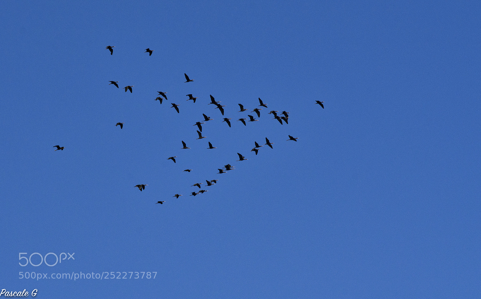 Nikon D7100 sample photo. Flying ; en vol photography