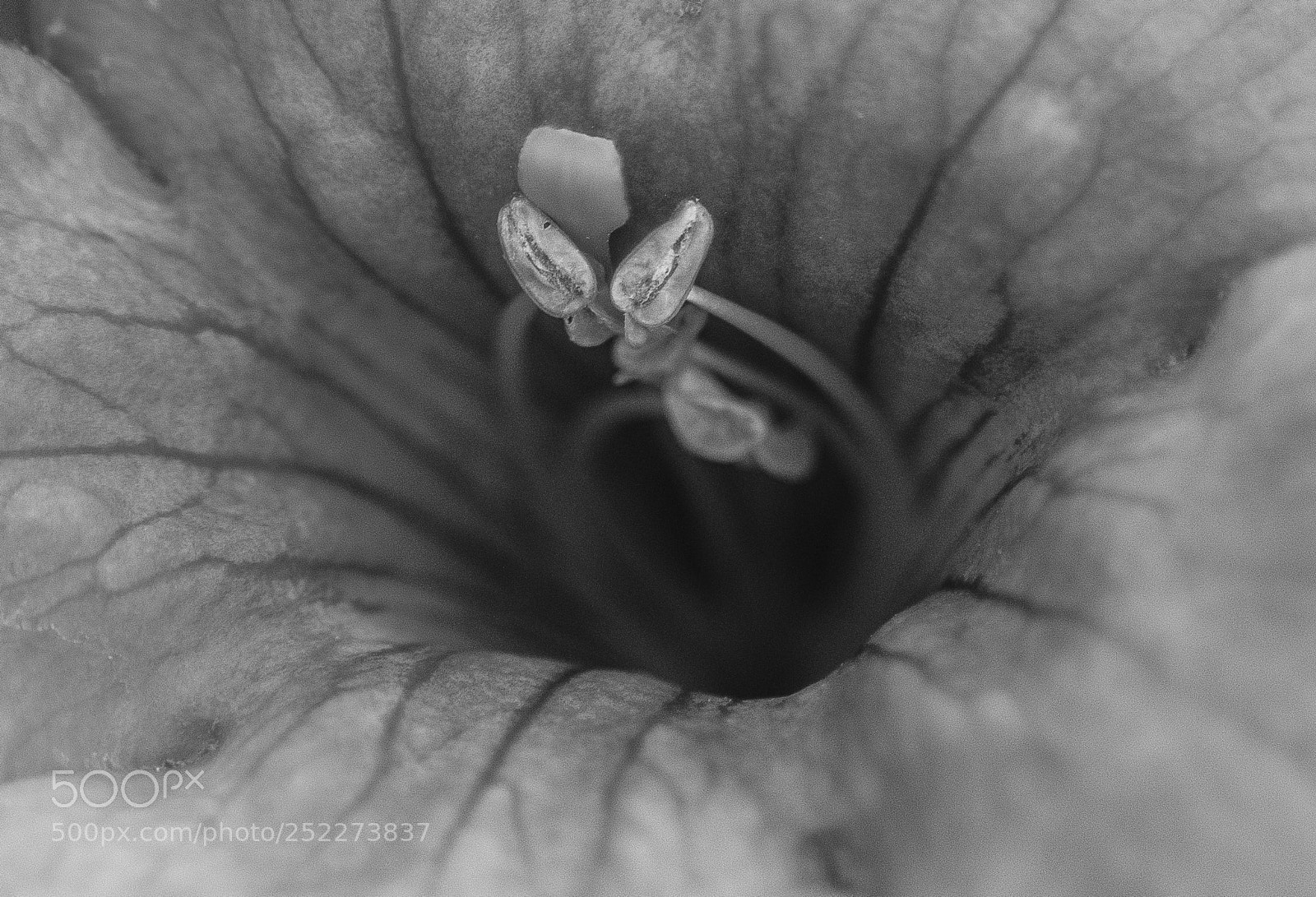 Nikon D800 sample photo. Heart of a flower photography