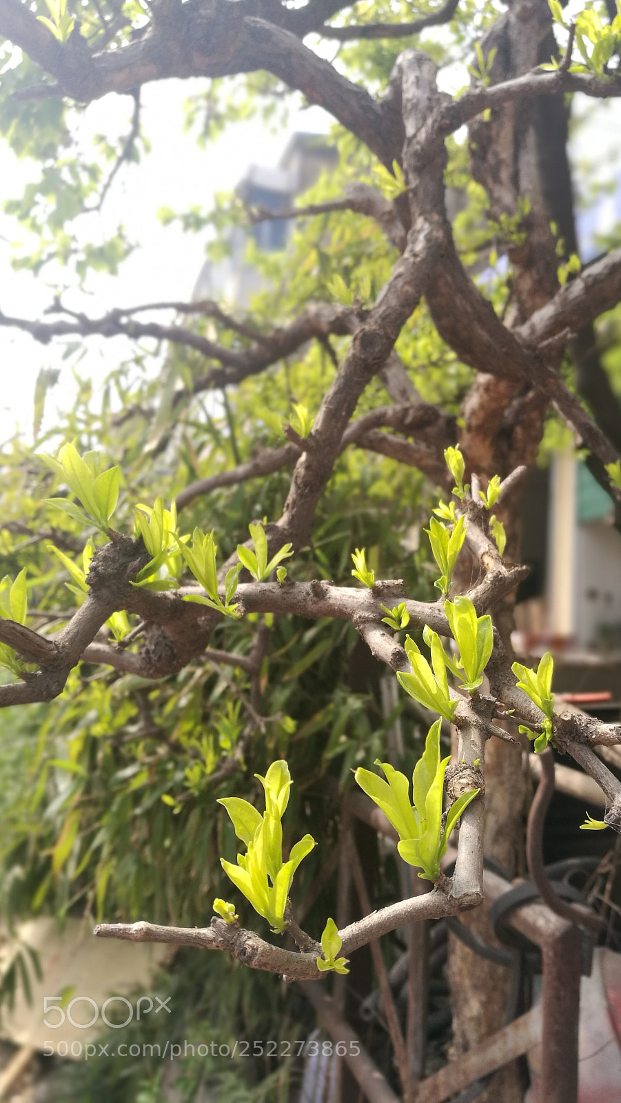 HUAWEI P9 Plus sample photo. Untitled photography