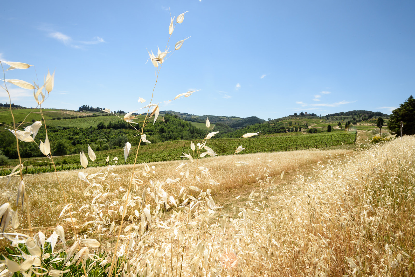Nikon D810 sample photo. Vineyards of chianti photography