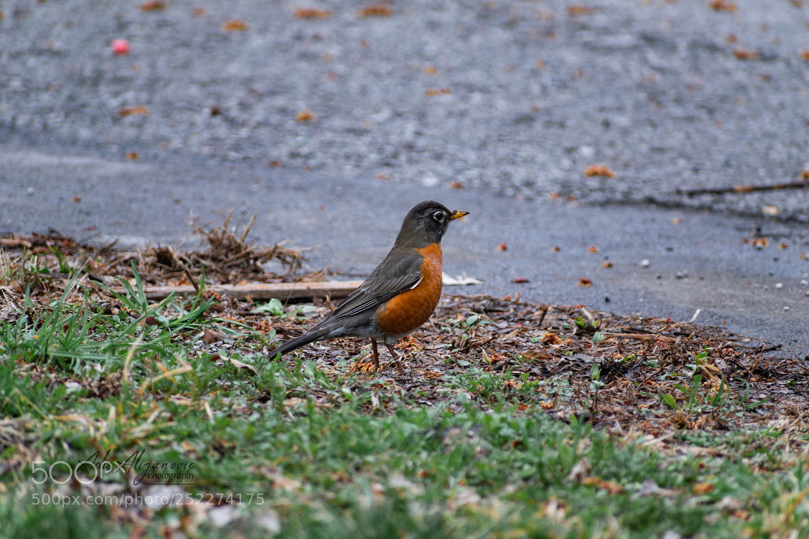 Nikon D5300 sample photo. Robin photography
