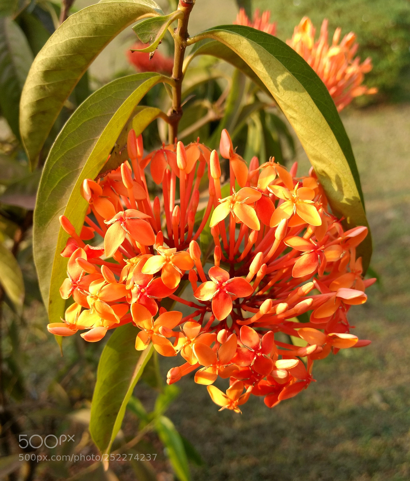 Motorola Moto G (4) sample photo. Flower photography