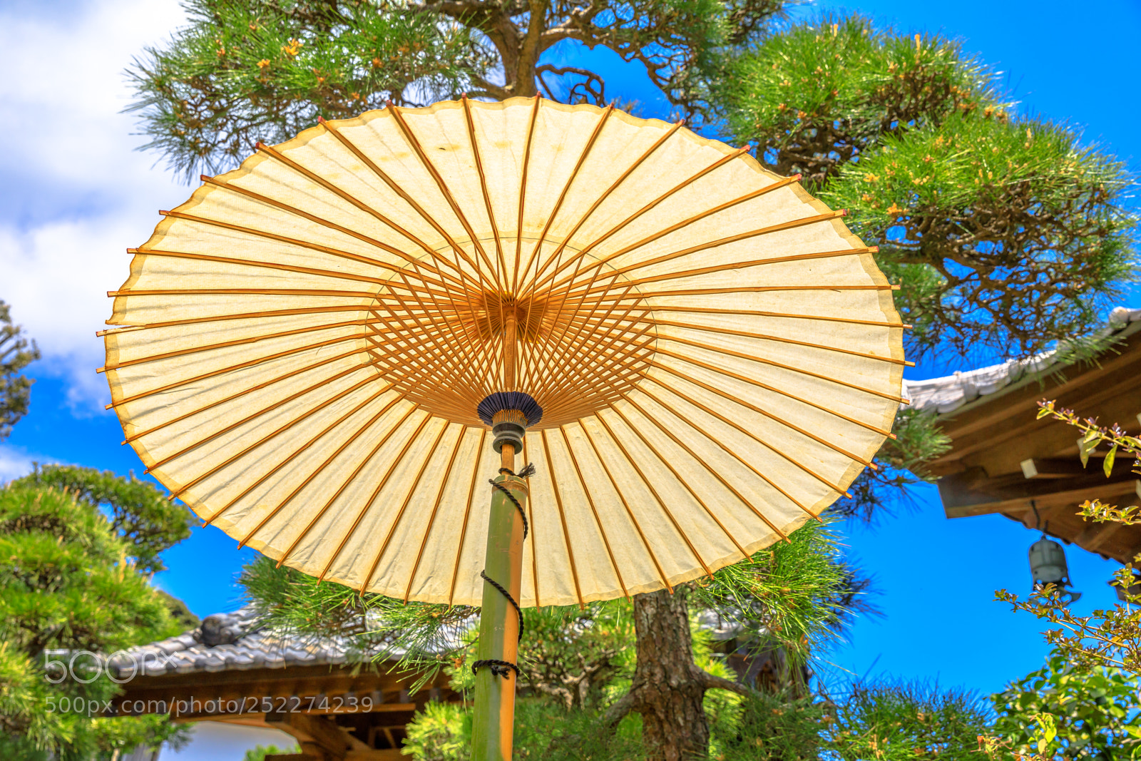 Canon EOS 5D Mark IV sample photo. Japanese umbrella background photography