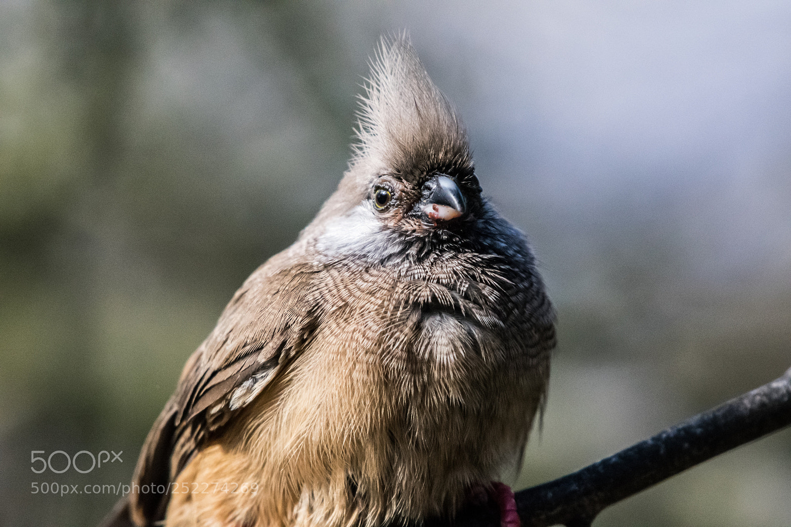 Nikon D3400 sample photo. A plump speckled mousebird photography