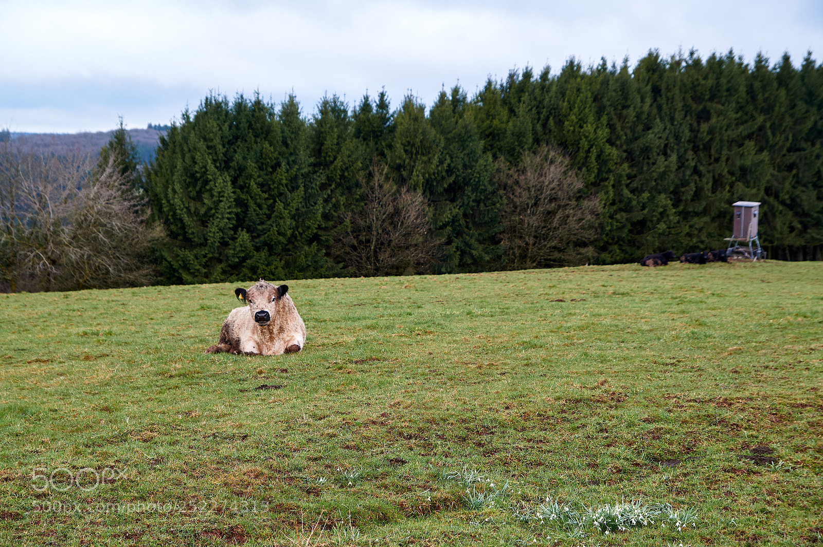 Sony SLT-A58 sample photo. Portrait of an animal photography