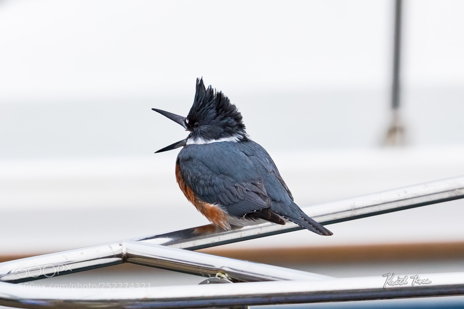 Canon EOS-1D X Mark II sample photo. 602. belted kingfisher photography