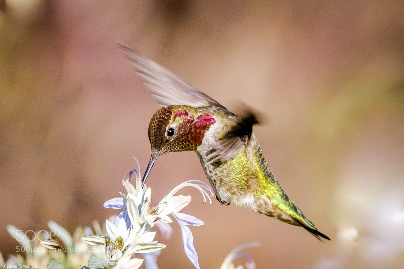 Canon EOS 7D Mark II sample photo. Anna's hummingbird photography
