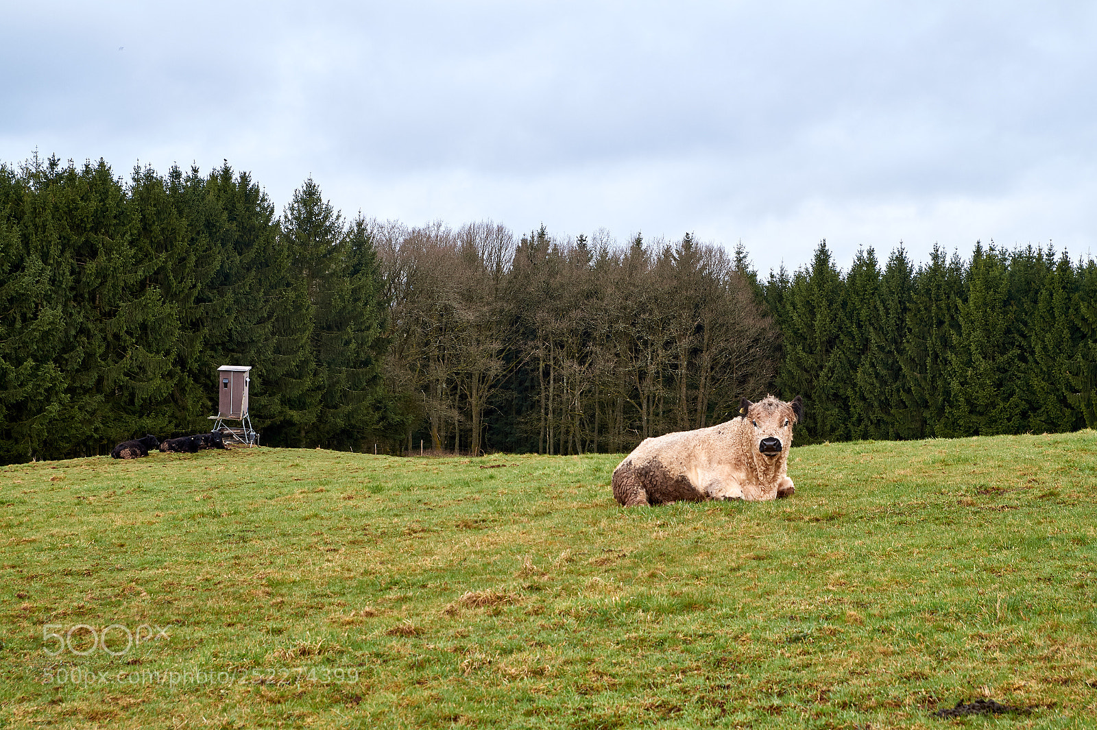 Sony SLT-A58 sample photo. Portrait of an animal photography