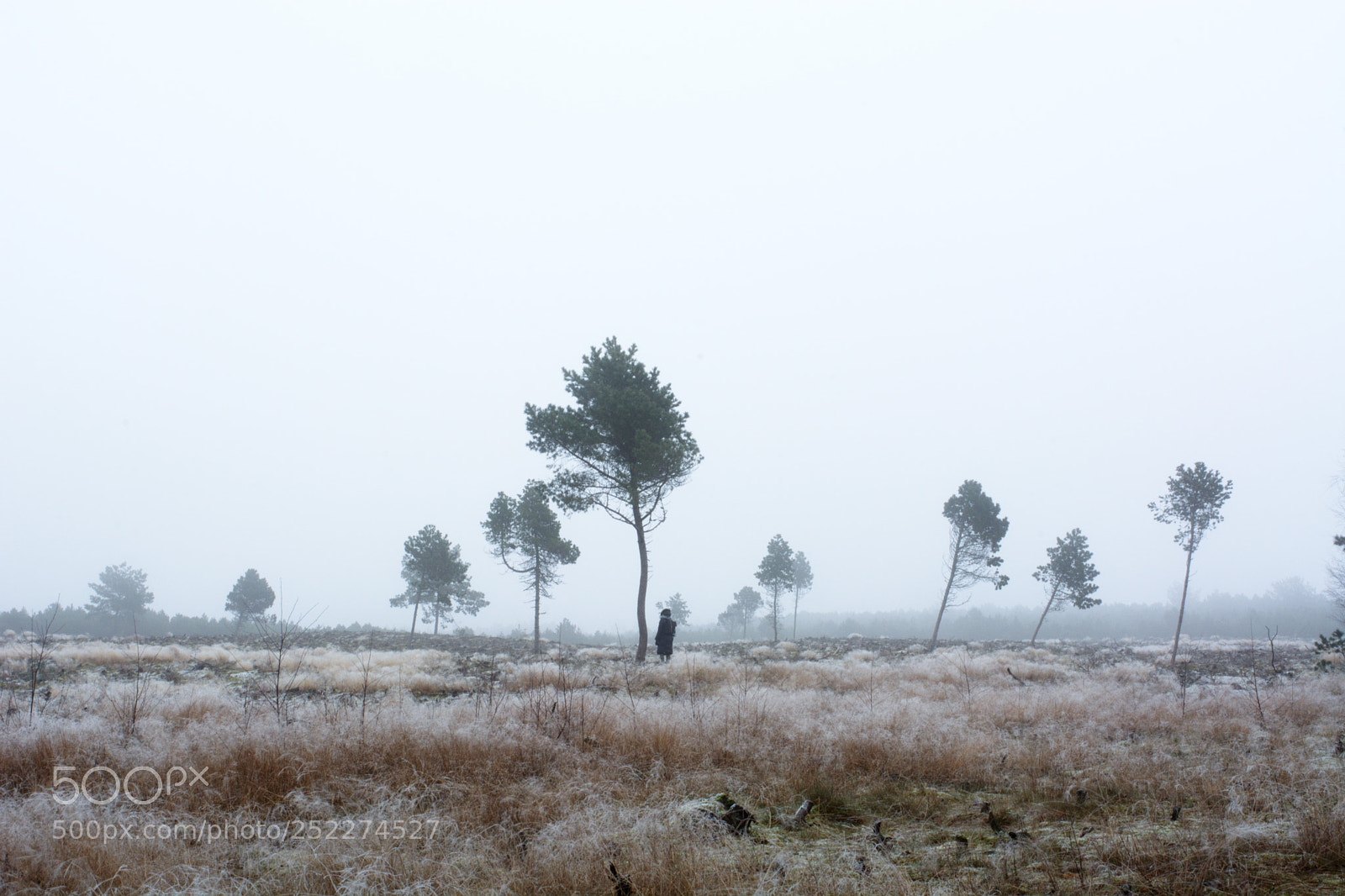 Nikon D5200 sample photo. Tranquility of a dune photography