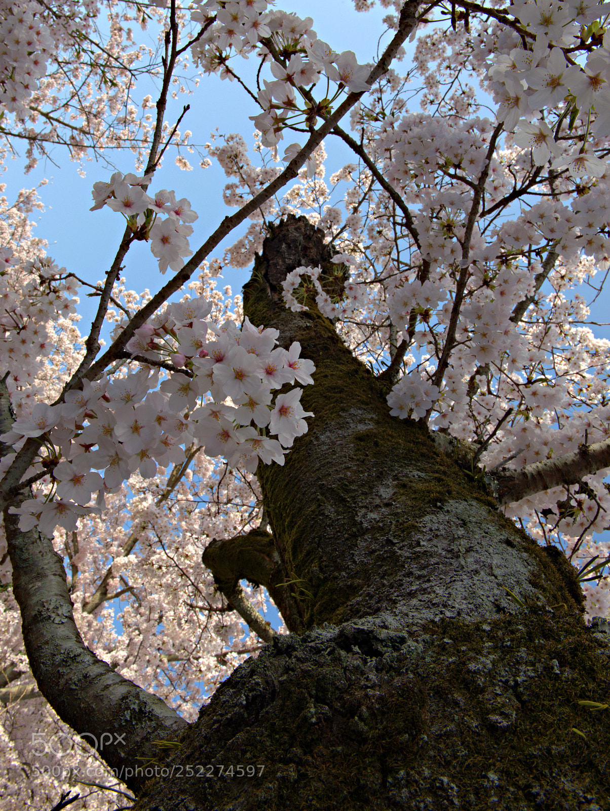 Nikon D800 sample photo. Cherry tree of extensive photography