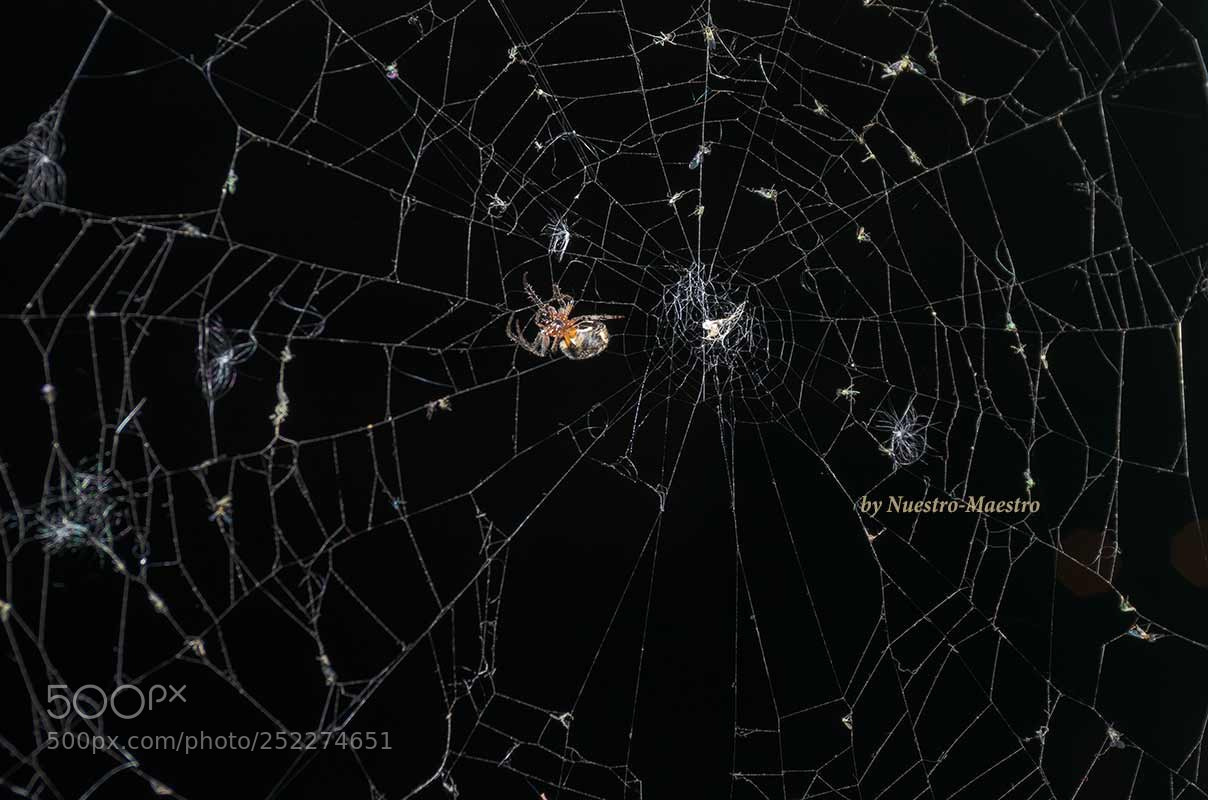 Pentax K-5 II sample photo. Dreamcatcher photography