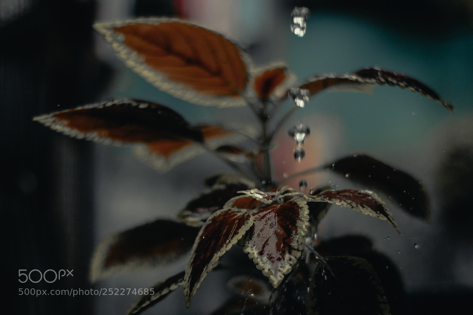 Canon EOS 650D (EOS Rebel T4i / EOS Kiss X6i) sample photo. Raindrops photography