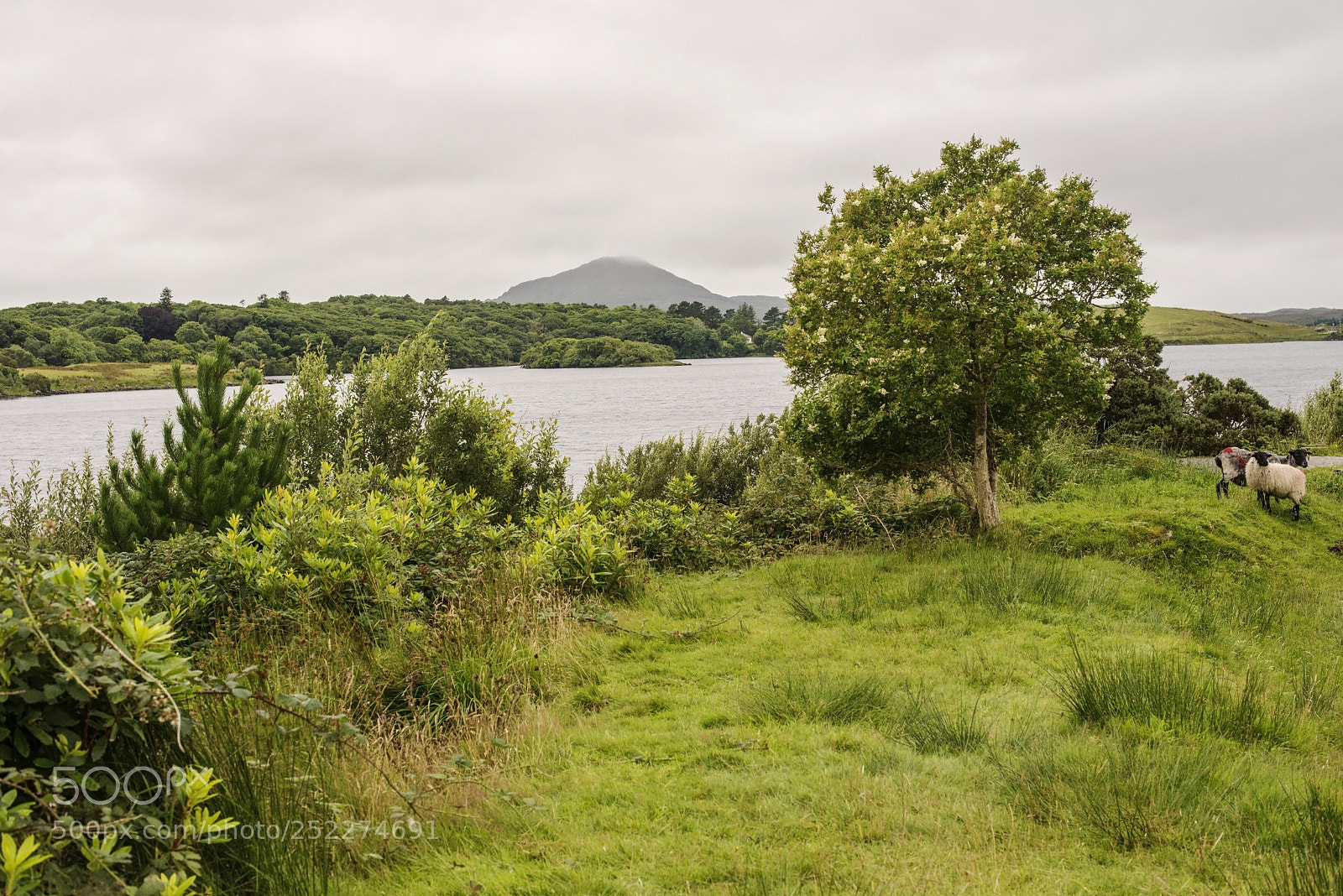 Nikon D600 sample photo. Sheep and lough (1) photography