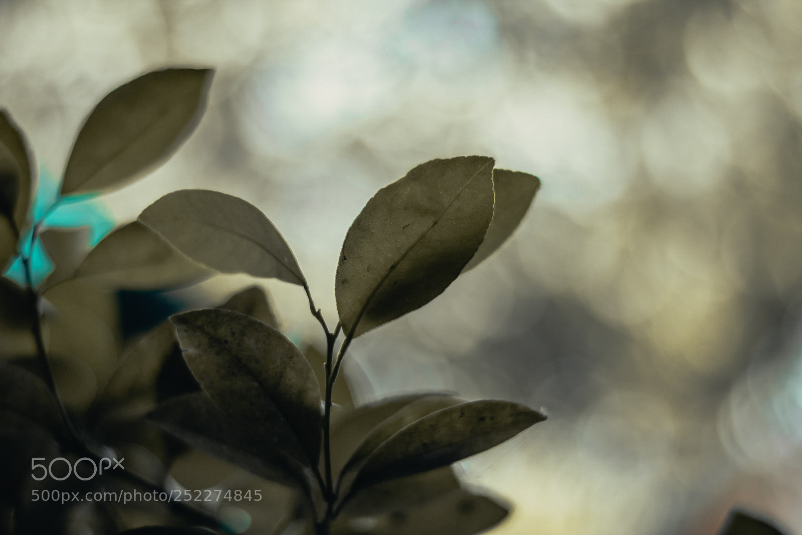 Canon EOS 650D (EOS Rebel T4i / EOS Kiss X6i) sample photo. Bokehwithleaves photography