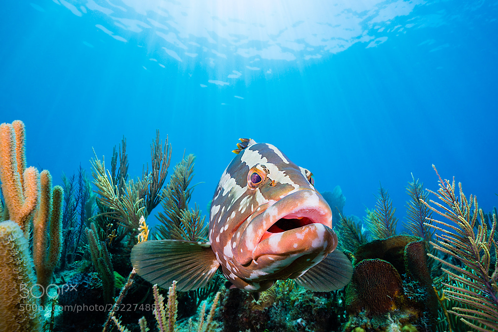 Canon EOS 5D Mark IV sample photo. Grouper hanging out in photography