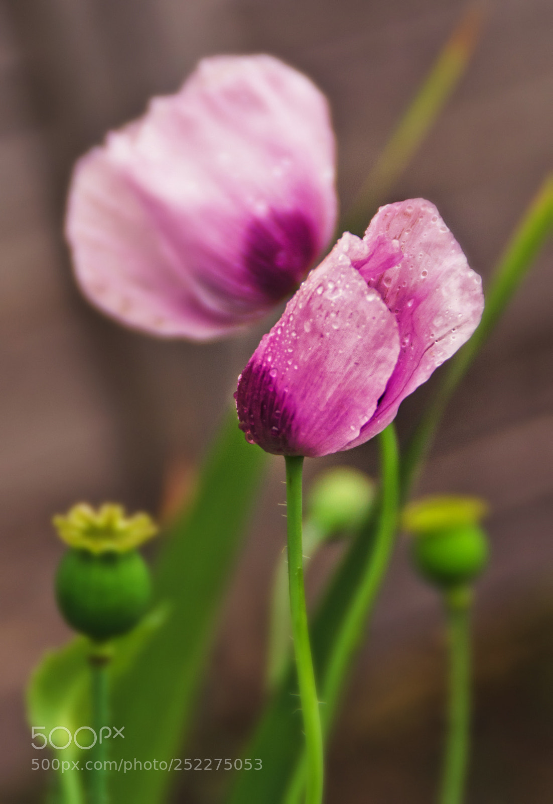 Nikon D3100 sample photo. Pink photography