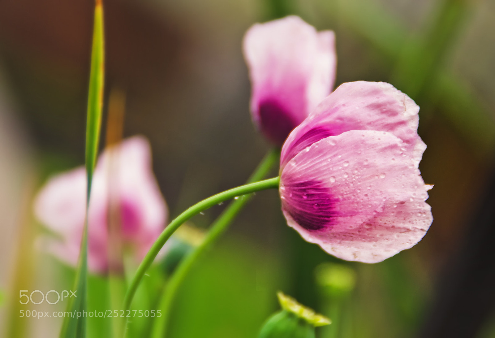 Nikon D3100 sample photo. Pink photography