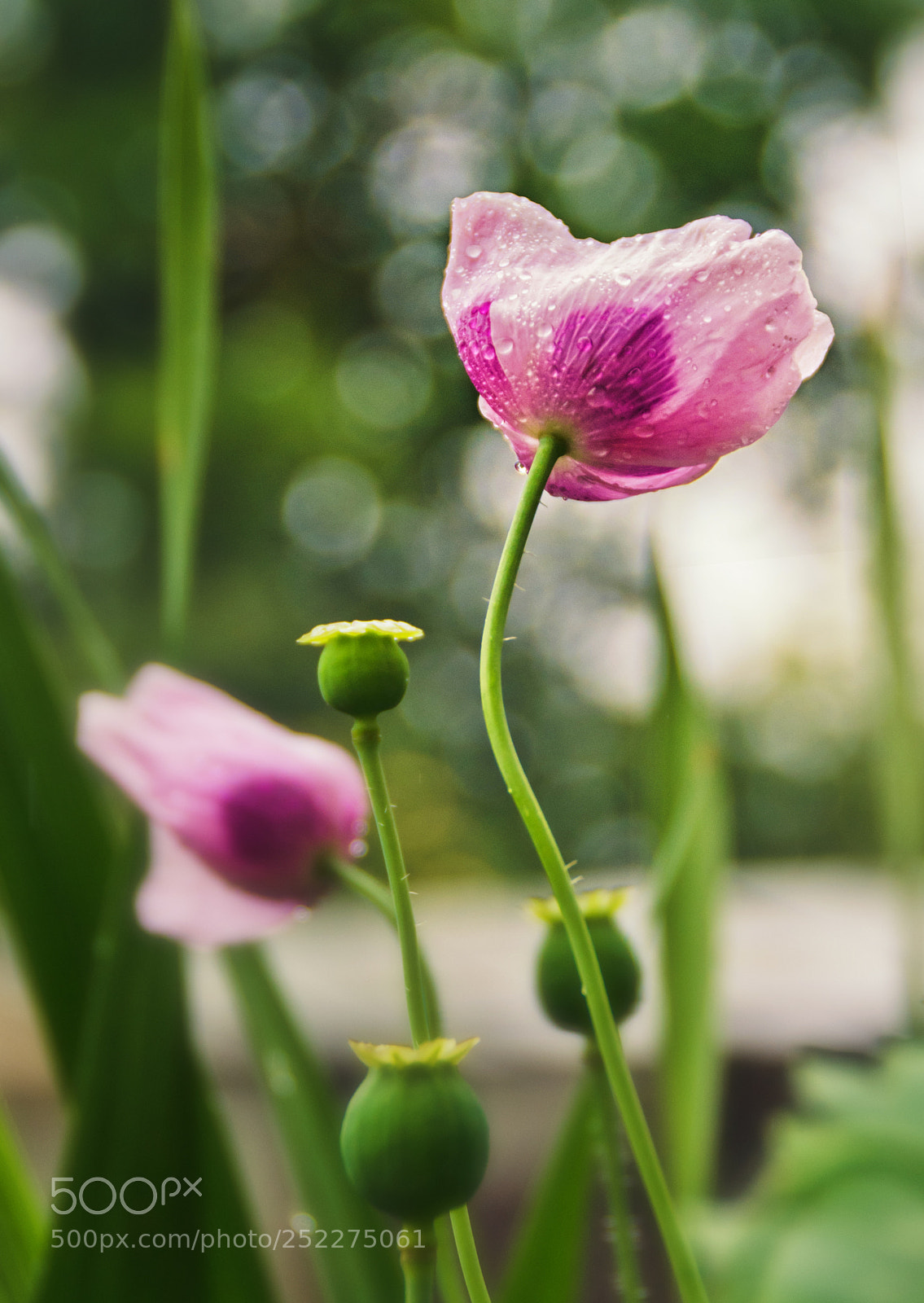 Nikon D3100 sample photo. Pink photography