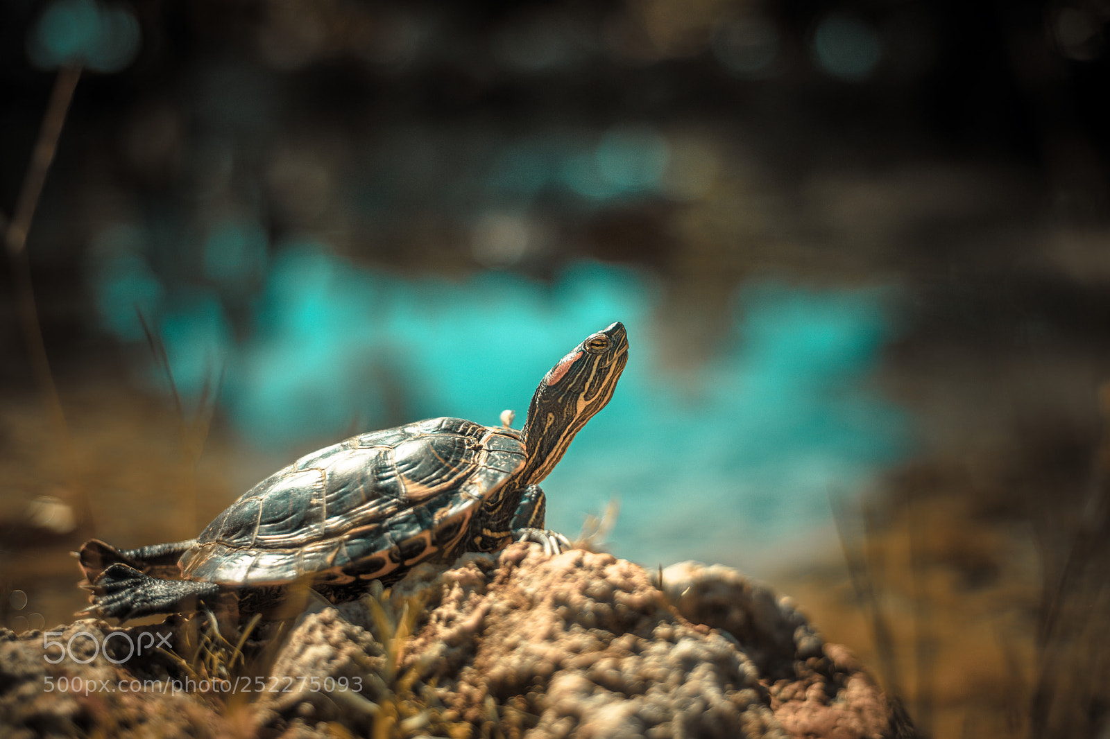 Nikon D800 sample photo. Tiny turtle photography