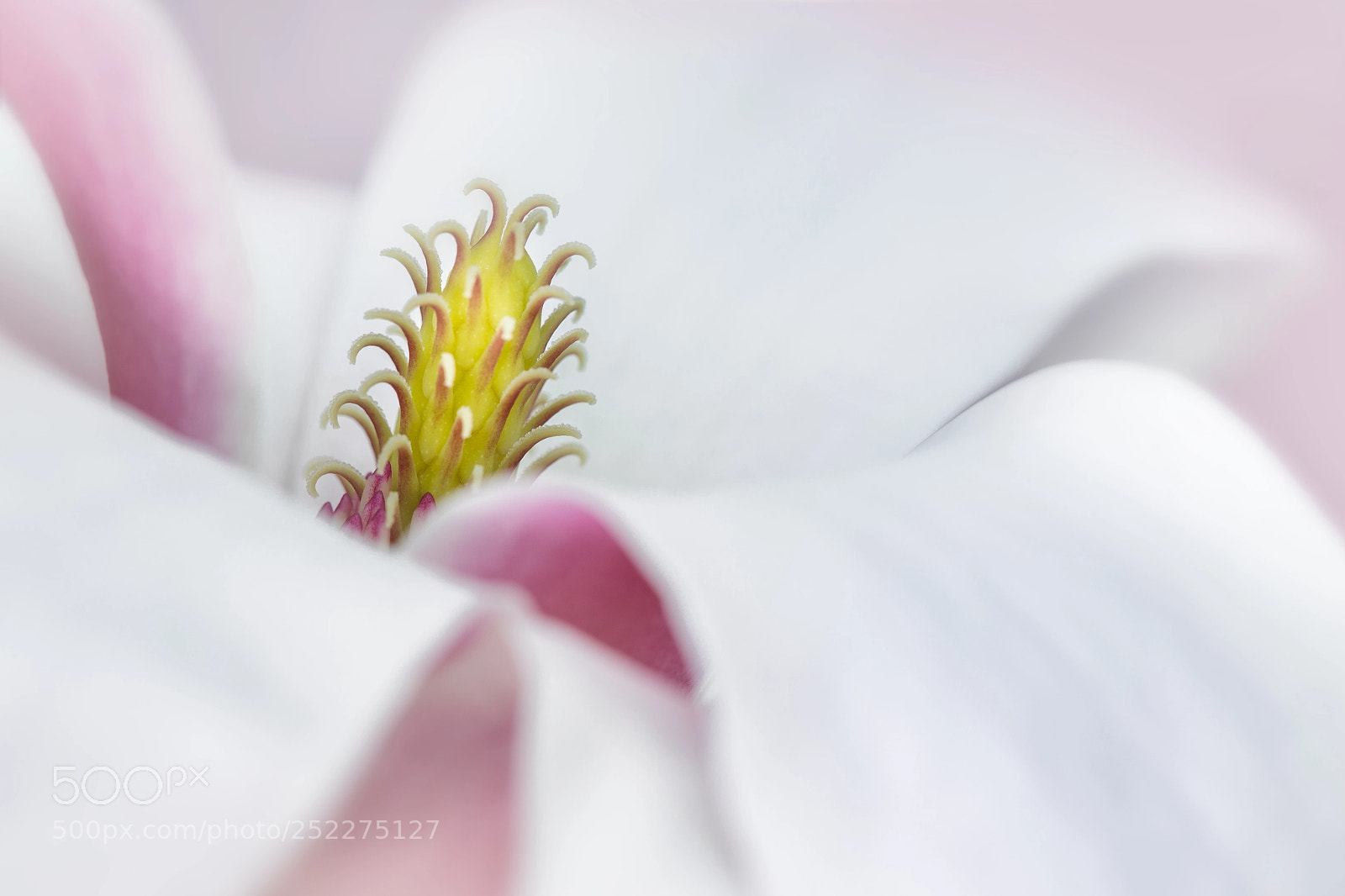 Canon EOS 5D Mark IV sample photo. Magnolia photography