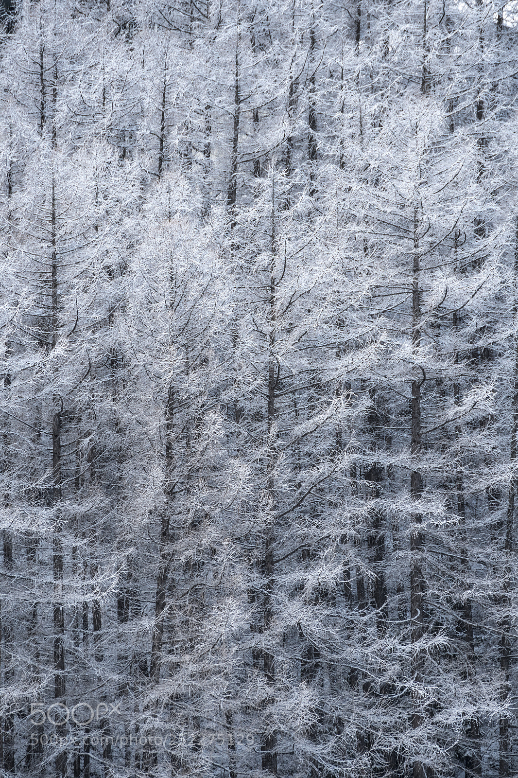 Nikon D7500 sample photo. Frozen photography