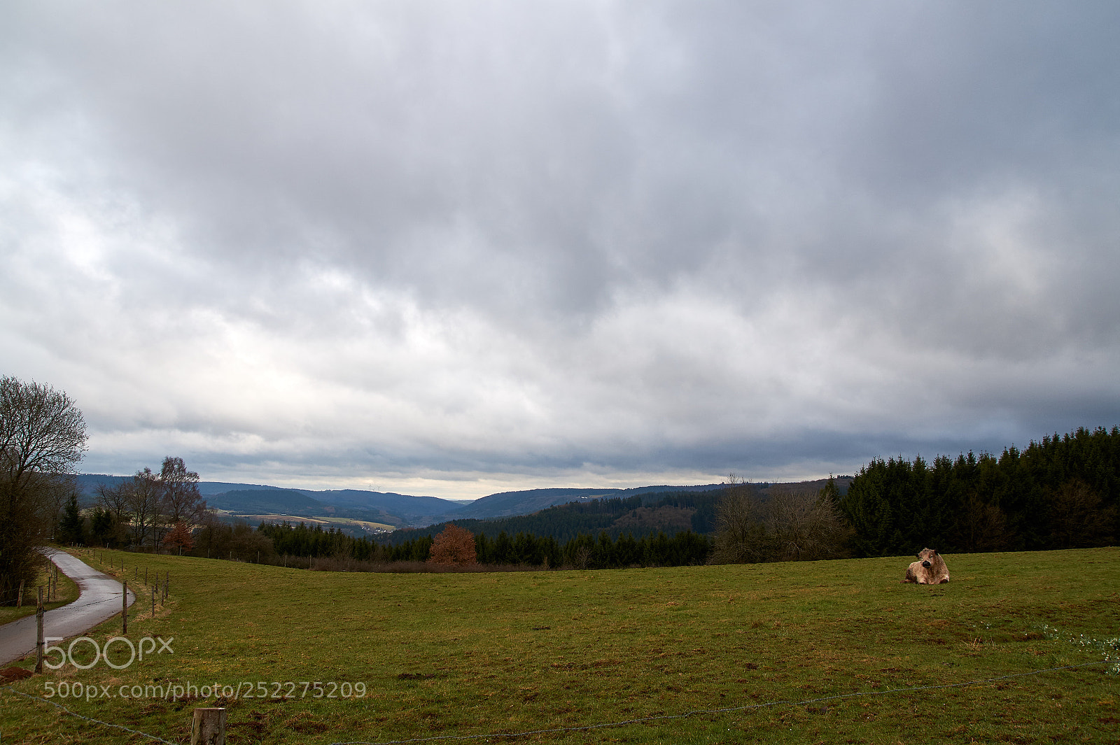 Sony SLT-A58 sample photo. Spring in the eifel photography