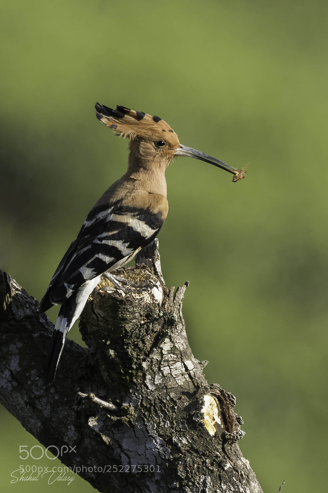 Nikon D500 sample photo. Hoopoe with prey... photography